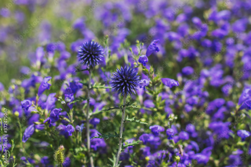 Two thorny round flowers on a background of purple flowers. Field plants of Siberia. Two thorny round flowers on a background of purple flowers. Field plants of Siberia.