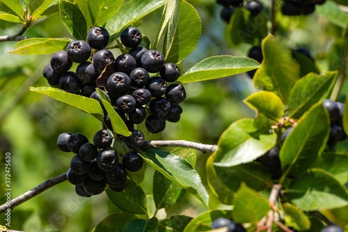 Tall bush of black chokeberry (Aronia melanocarpa). Branch of black chokeberry with dark purple black fruits on blurred dark green background. Close-up. Selective focus. Nature for design