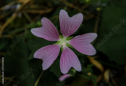 Lavatera Thuringian pink flower on a background of green grass close-up on a summer day. Lavatera Thuringian full-blown flower. photo