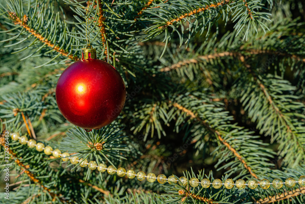 Christmas toy red ball hangs underneath on branch of blue Christmas tree. Winter fairy tale in landscaped garden. Clear sunny day. Blurred background Selective focus. There is place for your text. Christmas toy red ball hangs underneath on branch of blue Christmas tree. Winter fairy tale in landscaped garden. Clear sunny day. Blurred background Selective focus. There is place for your text.