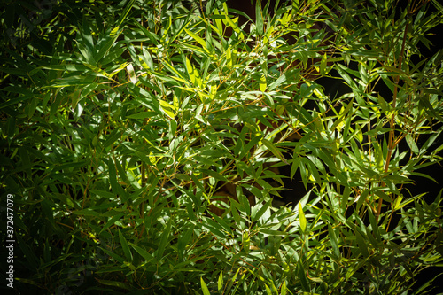 Bamboo Phyllostachys aureosulcata. Green leaves of Phyllostachys aureosulcata bamboo in an evergreen landscaped garden. Evergreen graceful plant.North Caucasus nature concept for design.