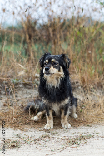 A curious cute small dog posing for a photo shooting. Sad dog portrait. Sitting pet. © raland