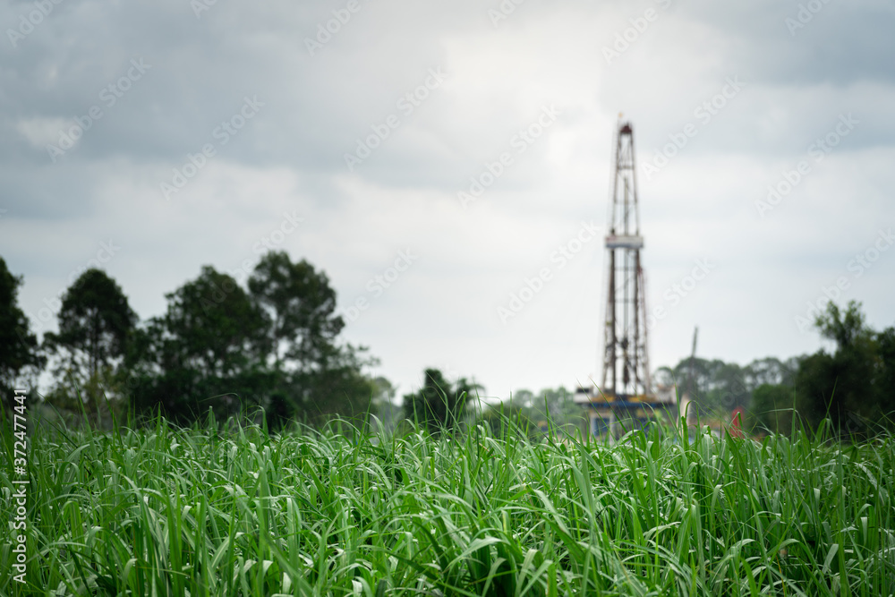 Close-up at sugar crane agriculture field as foreground and onshore oil drilling rig structure as blurred background. Energy industrial activity in the nature photo concept.