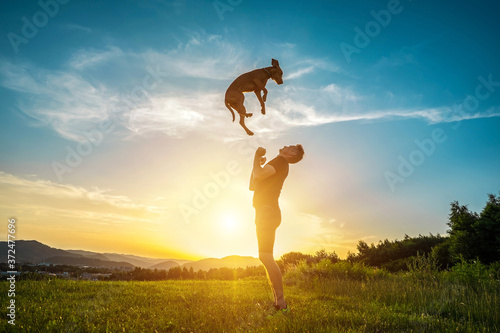 Fototapeta Naklejka Na Ścianę i Meble -  Silhouettes of runner and dog on field under golden sunset sky in evening time. Outdoor running. Athletic young man with his dog are funning in nature.