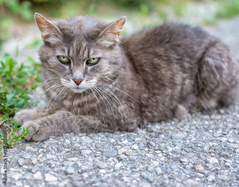 Obraz premium Chat gris
