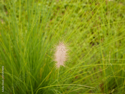 green grass on nature background