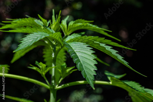 Marijuana leaves, cannabis with beautiful background, outdoor natural cultivation, young plants growing