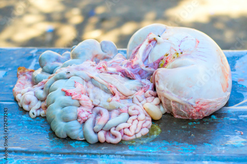 Pork entrails from a freshly slaughtered pig lie on the table photo