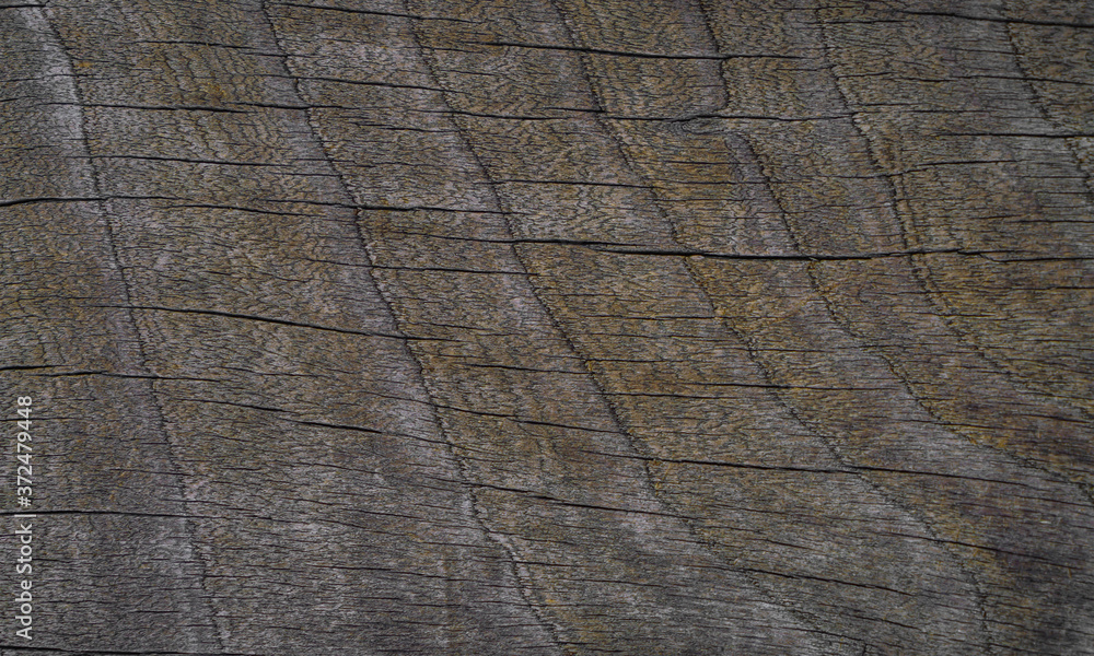 Natural dark grey wooden tree background texture Natural dark grey wooden tree background texture