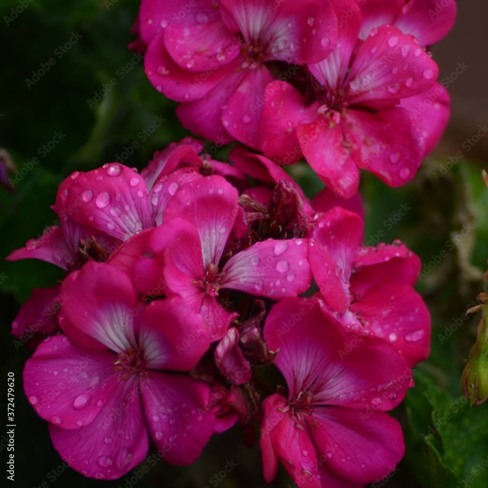 pink and white pink and white