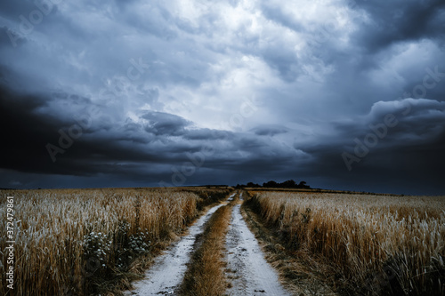 Dramatic storm clouds timelapse over rye fields. Country landscape of the hurricane. Very windy weather. Plain field of wheat against the background of dark sky