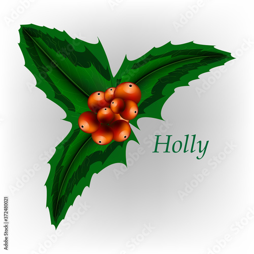 Holly Leaves. Christmas Holly Berry. Vector EPS 10.