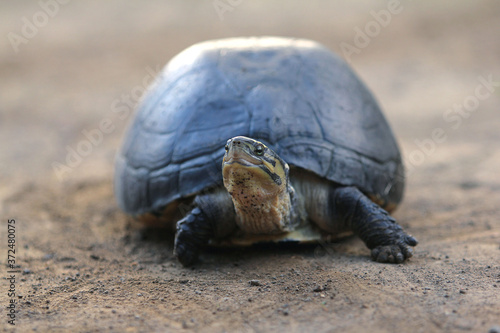 Southeast Asian box turtle is a species of Asian box turtle.
