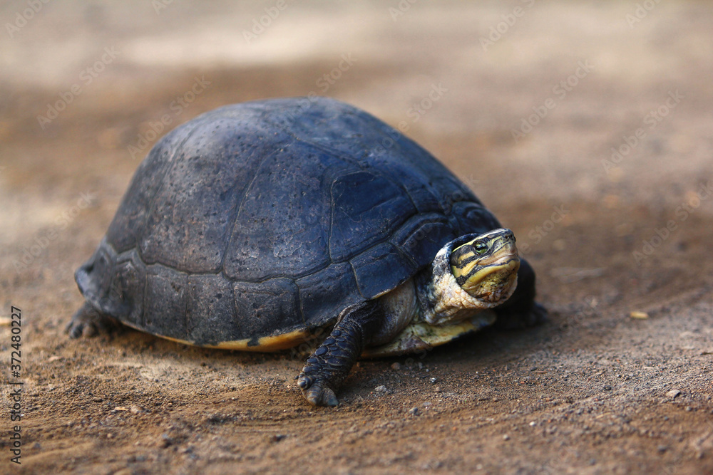 Southeast Asian box turtle is a species of Asian box turtle. Southeast Asian box turtle is a species of Asian box turtle.