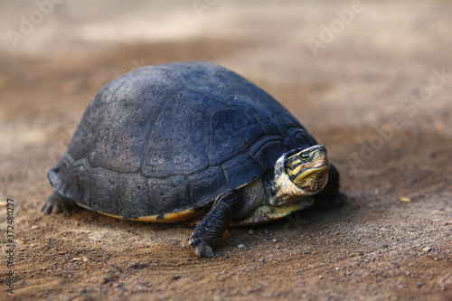 Southeast Asian box turtle is a species of Asian box turtle. © Mufti Adi