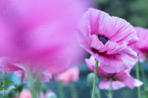 Fresh beautiful pink poppies on green field.