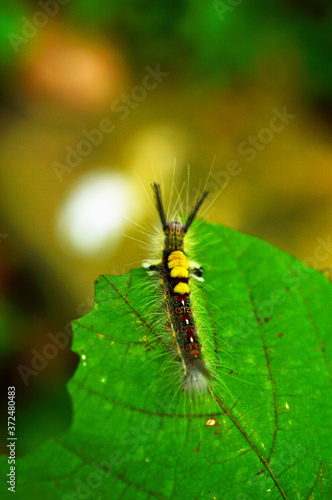 image of beautiful  caterpillar eating a leaf © NNPhotos