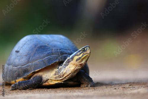 Southeast Asian box turtle is a species of Asian box turtle.