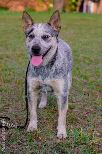 Rustic Heeler Kennel pupppy dog photo