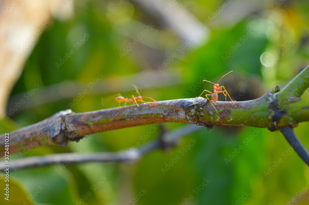 weaver ants on a tree branch