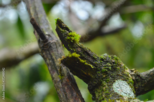 moss on a tree branch