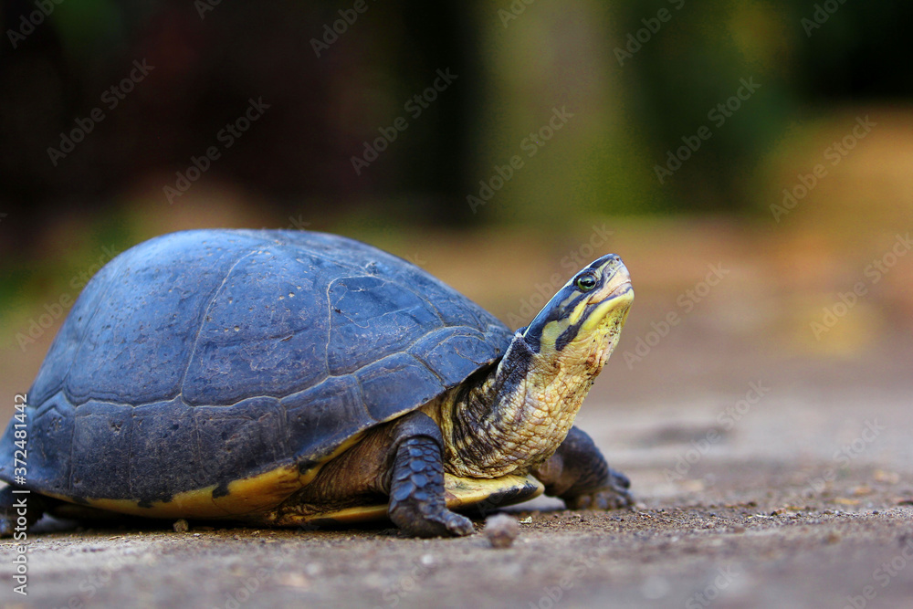 Southeast Asian box turtle is a species of Asian box turtle. Southeast Asian box turtle is a species of Asian box turtle.