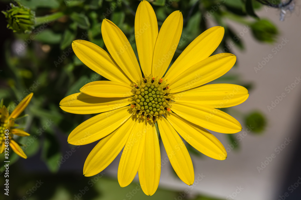 Yellow flowers on nature blur background. Yellow daisy flower. Flower portrait Yellow flowers on nature blur background. Yellow daisy flower. Flower portrait