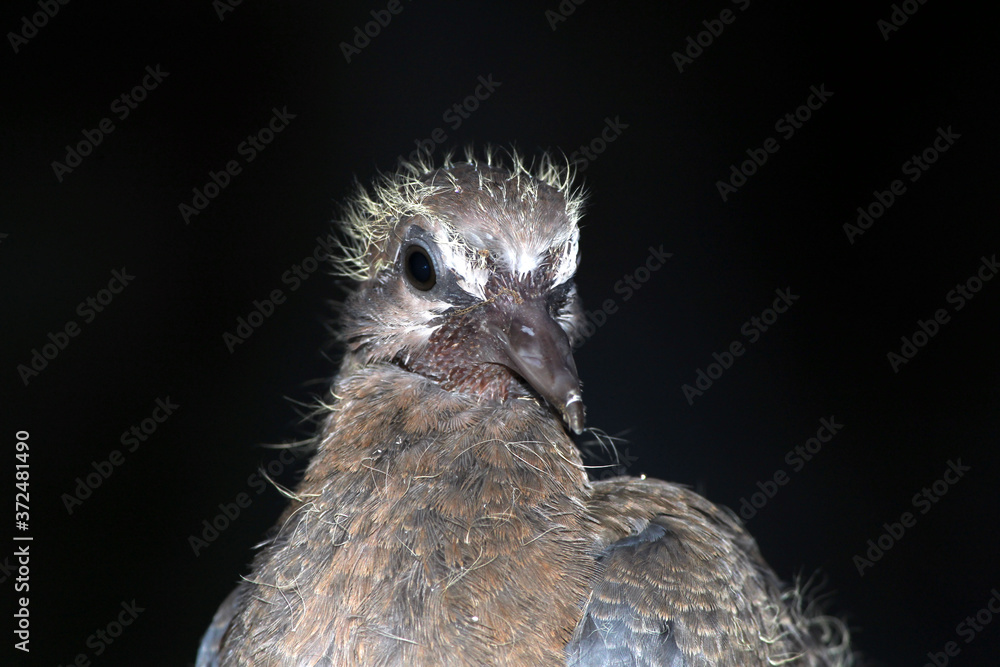 a new born baby bird with black background a new born baby bird with black background