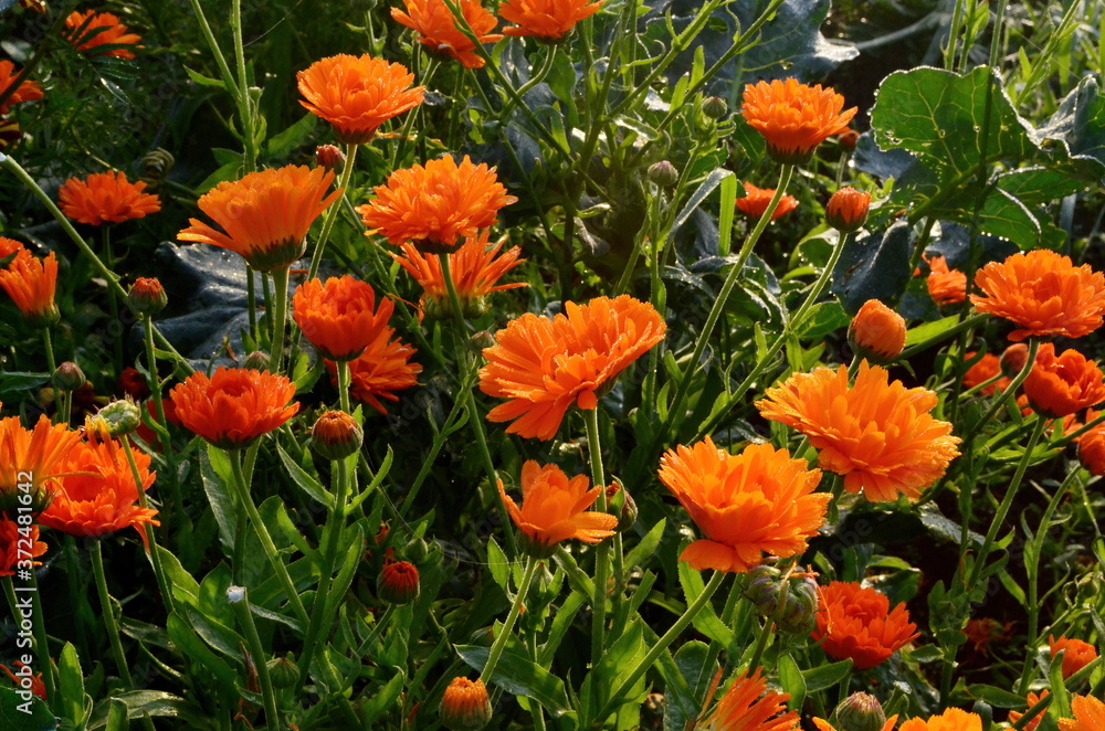 Pot Marigold, Calendula officinalis with raindrops early in the morning, in summer, Orange and yellow garden flowers