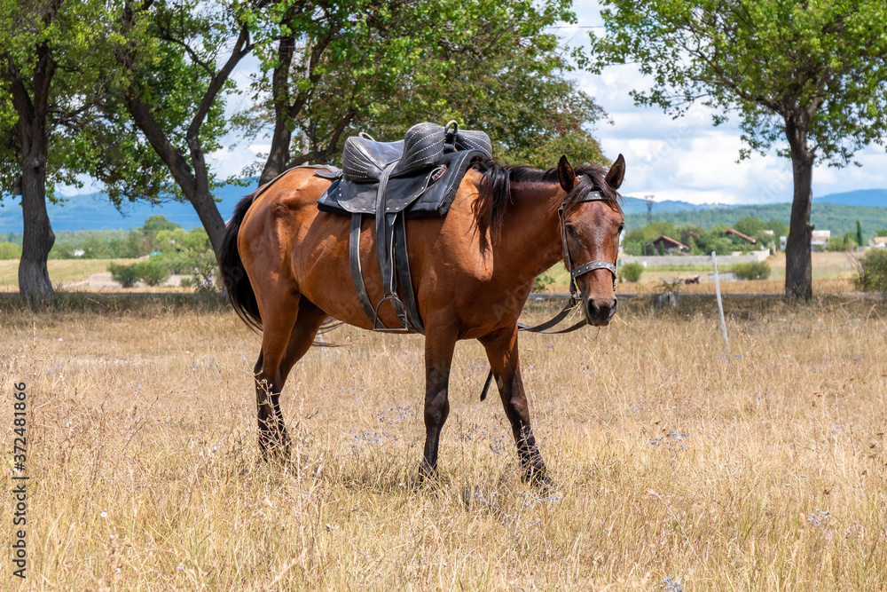 Horse for walking tourists on the dried grass, Bazaleti Horse for walking tourists on the dried grass, Bazaleti