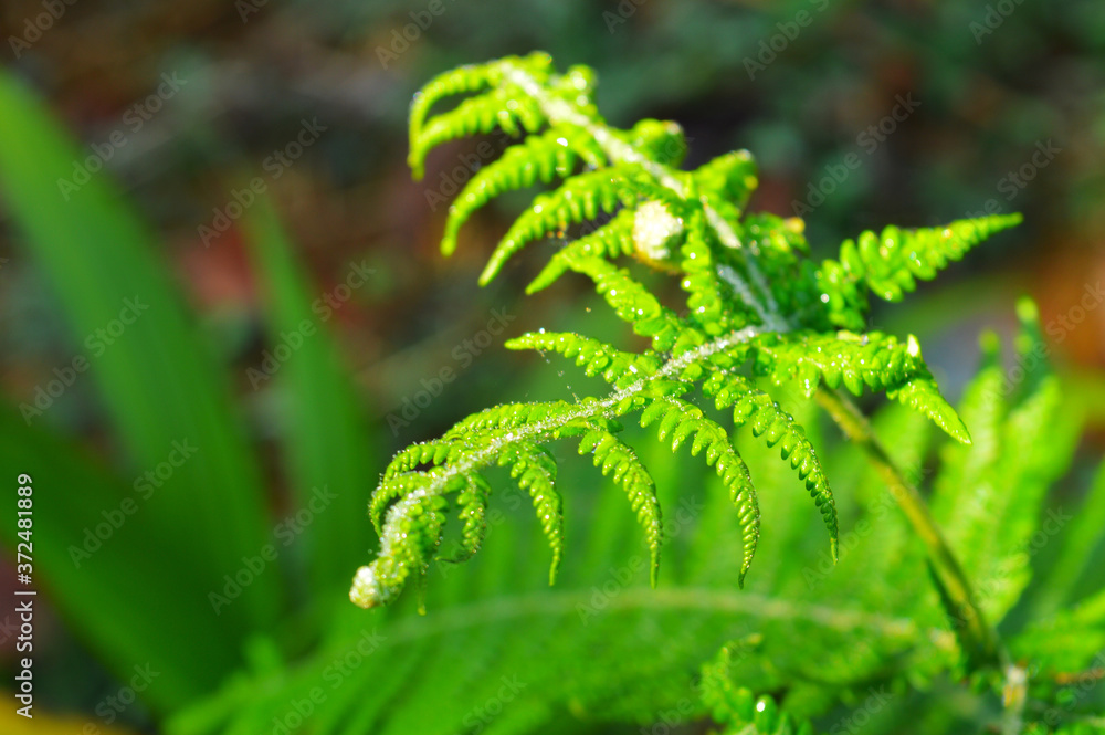 image of fern with dew drops