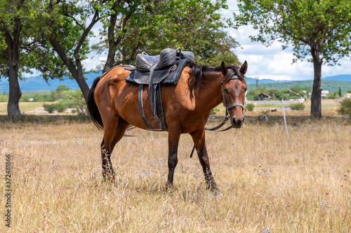 Horse for walking tourists on the dried grass, Bazaleti © k_samurkas