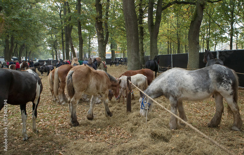 Horse market Zuidlaren Drenthe Netherlands. Fall. Autumn. Trading horses. Ponies.