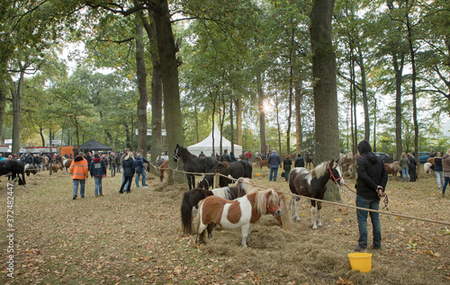 Horse market Zuidlaren Drenthe Netherlands. Fall. Autumn.  Trading horses. Ponies. © A