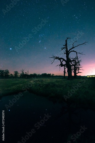 stary dąb na tle nocnego nieba w miejscowości Rogalin © Pawel