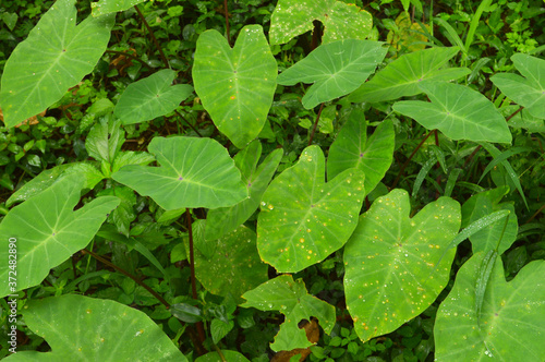 Wallpaper Mural colocasia leaves Torontodigital.ca