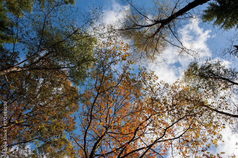 Fall. Autumn. Colorfull beechtree leaves. Crown of a tree. Fall. Autumn. Colorfull beechtree leaves. Crown of a tree.