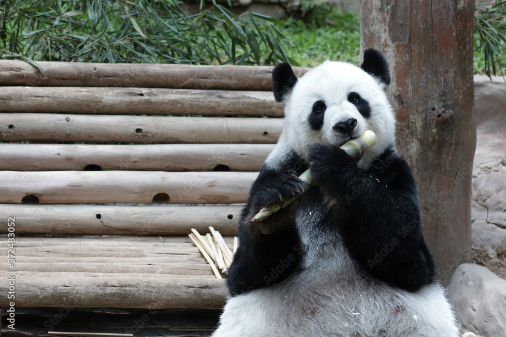 Naklejka premium giant panda eating bamboo