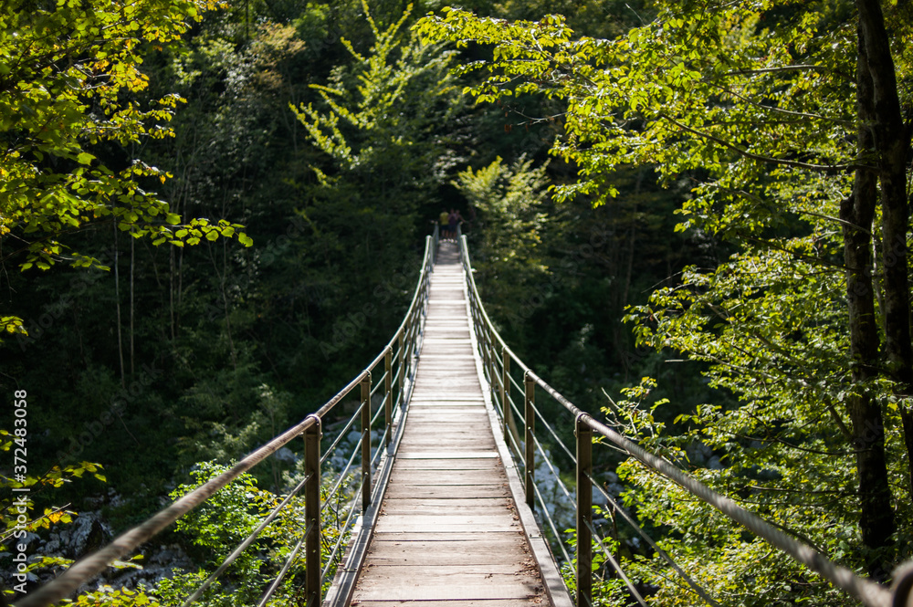 suspension bridge in the forest suspension bridge in the forest