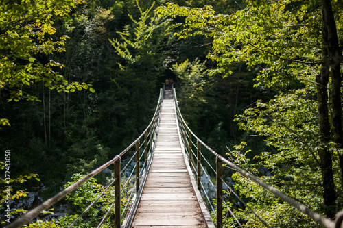 suspension bridge in the forest photo