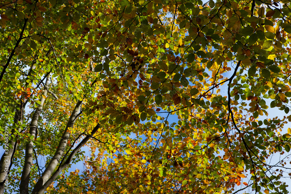 Fall. Autumn. Colorfull beechtree leaves. Fall. Autumn. Colorfull beechtree leaves.