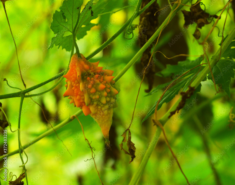 Obraz premium ripe bittergourd on vine