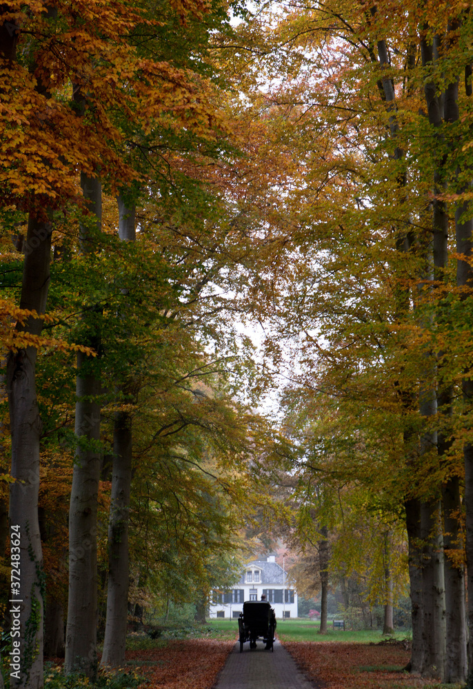 Carriage with horses. Fall. Autumn. Maatschappij van Weldadigheid. Lane with colourfull leaves of beechtree. Huis Westerbeek Frederiksoord Drenthe Netherlands.