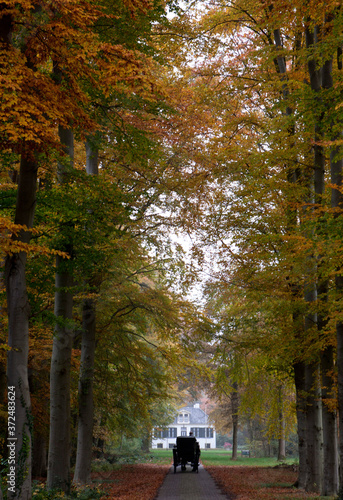 Carriage with horses. Fall. Autumn. Maatschappij van Weldadigheid. Lane with colourfull leaves of beechtree. Huis Westerbeek Frederiksoord Drenthe Netherlands. © A