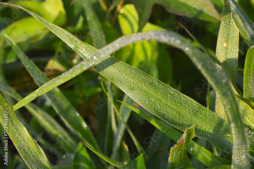 grass with dew in morning sun