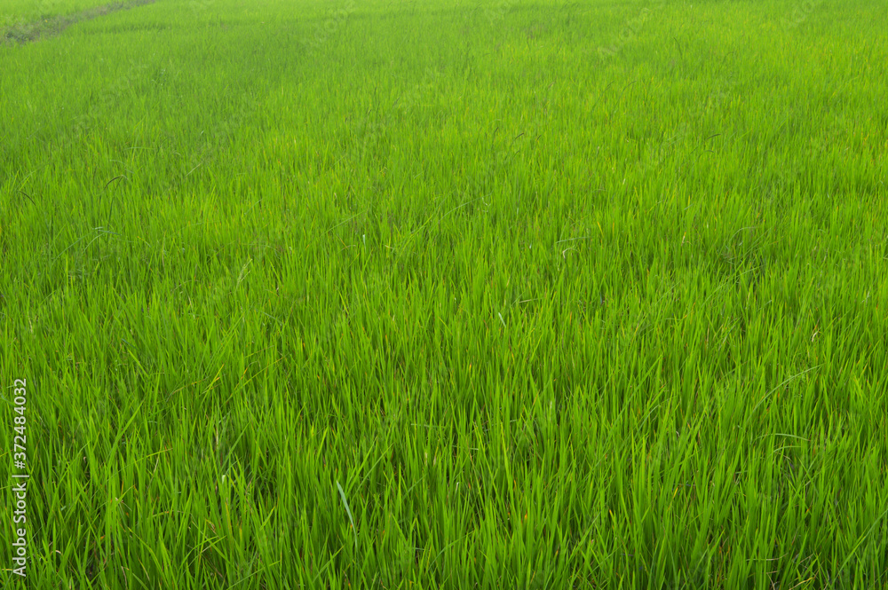 paddy growing in a field