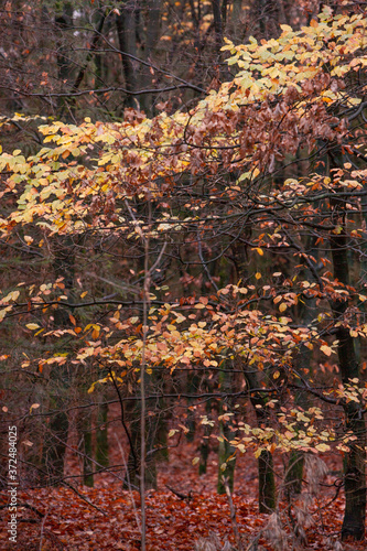 Fall. Autumn. Colourfull leaves of beechtree. Echten Drenthe Netherlands. Forest photo