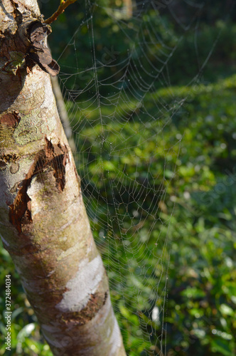 spider web on a tree