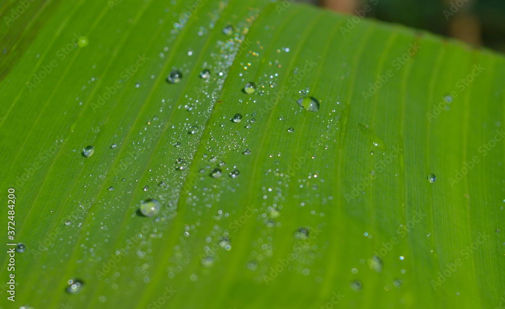 dew drops on a leaf closeup dew drops on a leaf closeup