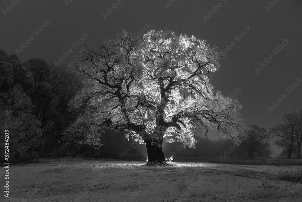 Samotne drzewo pokryte śniegiem,  zdjęcie wykonane nocą, podświetlenie tylne drzewa ledowe. - obrazy, fototapety, plakaty 